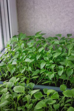 Pencere kenarındaki tohumlar. Bahçıvanlık.