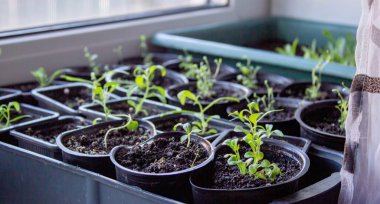 Pencere kenarında saksılarda büyüyen bir grup fidan. Saksıdaki tohumlar