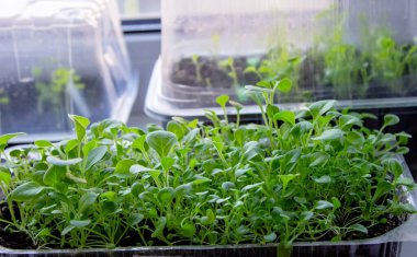 Pencere kenarındaki tohumlar. Bahçıvanlık.