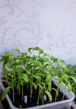 Pencere kenarındaki tohumlar. Bahçıvanlık.