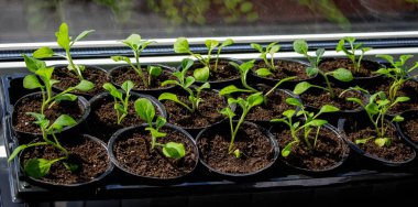 Pencere kenarında saksılarda büyüyen bir grup fidan. Saksıdaki tohumlar