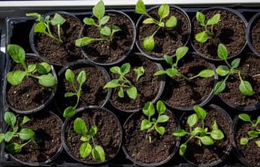 Pencere kenarında saksılarda büyüyen bir grup fidan. Saksıdaki tohumlar