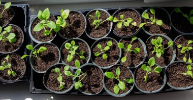 Pencere kenarında saksılarda büyüyen bir grup fidan. Saksıdaki tohumlar