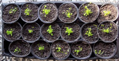 Pencere kenarında saksılarda büyüyen bir grup fidan. Saksıdaki tohumlar