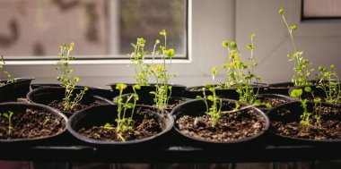 Pencere kenarında saksılarda büyüyen bir grup fidan. Saksıdaki tohumlar