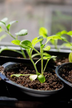 Pencere kenarında saksılarda büyüyen bir grup fidan. Saksıdaki tohumlar
