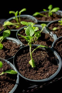 Pencere kenarında saksılarda büyüyen bir grup fidan. Saksıdaki tohumlar