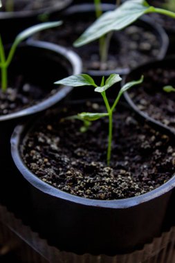 Pencere kenarında saksılarda büyüyen bir grup fidan. Saksıdaki tohumlar