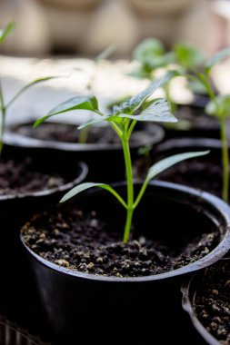 Pencere kenarında saksılarda büyüyen bir grup fidan. Saksıdaki tohumlar
