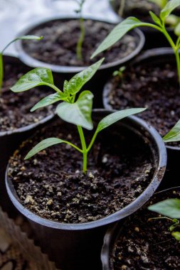 Pencere kenarında saksılarda büyüyen bir grup fidan. Saksıdaki tohumlar