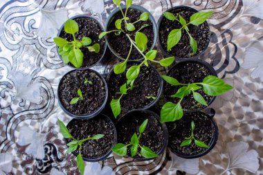 Pencere kenarında saksılarda büyüyen bir grup fidan. Saksıdaki tohumlar