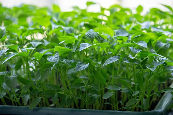 Pencere kenarındaki tohumlar. Bahçıvanlık.