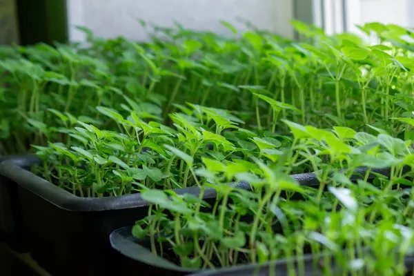 Pencere kenarındaki tohumlar. Bahçıvanlık.