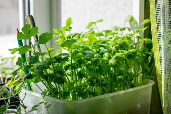 Pencere kenarındaki tohumlar. Bahçıvanlık.