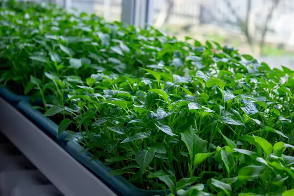 Pencere kenarındaki tohumlar. Bahçıvanlık.