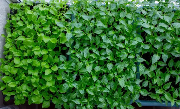 Pencere kenarındaki tohumlar. Bahçıvanlık.