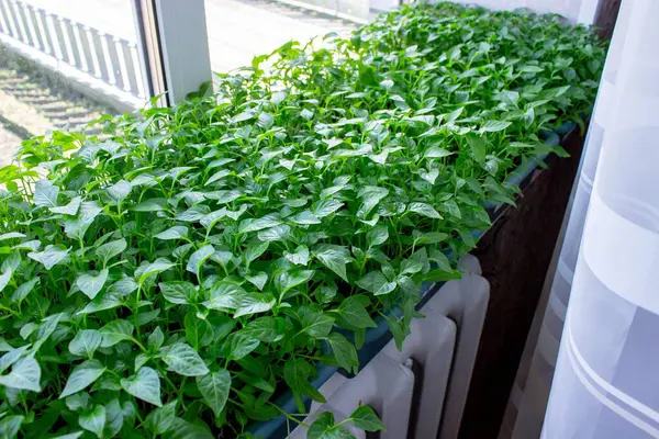 Pencere kenarındaki tohumlar. Bahçıvanlık.