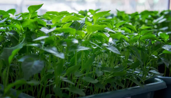 Pencere kenarındaki tohumlar. Bahçıvanlık.