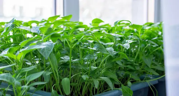 Pencere kenarındaki tohumlar. Bahçıvanlık.