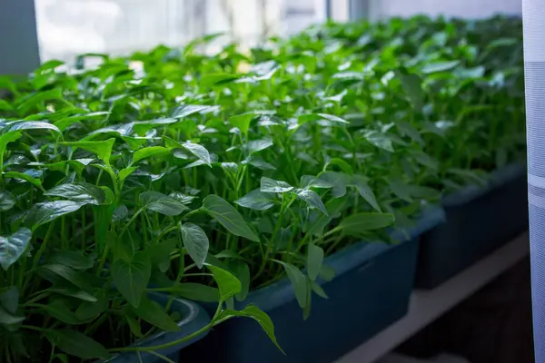 Pencere kenarındaki tohumlar. Bahçıvanlık.