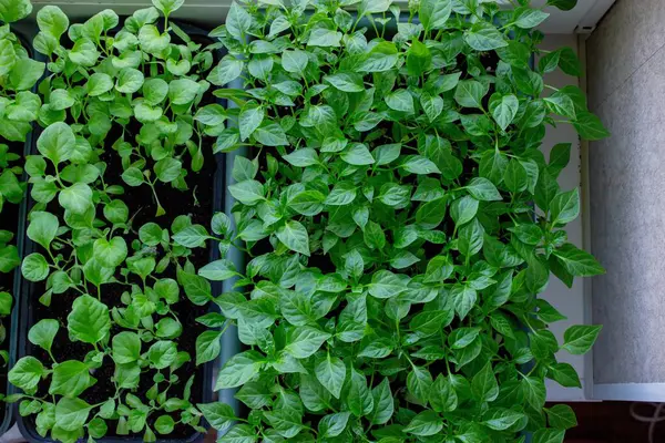 Pencere kenarındaki tohumlar. Bahçıvanlık.