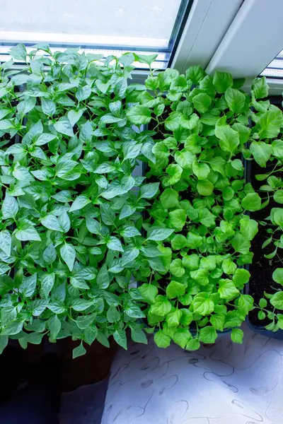 Pencere kenarındaki tohumlar. Bahçıvanlık.