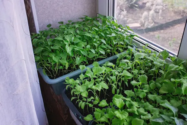 Pencere kenarındaki tohumlar. Bahçıvanlık.