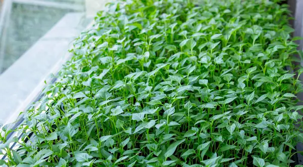 Pencere kenarındaki tohumlar. Bahçıvanlık.
