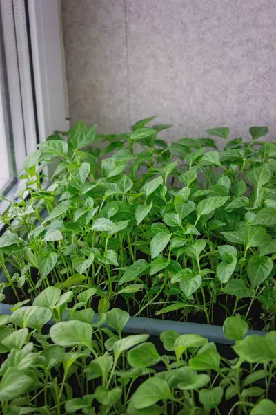 Pencere kenarındaki tohumlar. Bahçıvanlık.