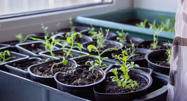 Pencere kenarında saksılarda büyüyen bir grup fidan. Saksıdaki tohumlar