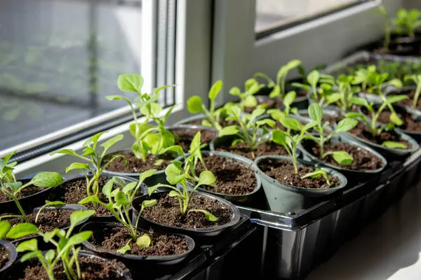 Pencere kenarında saksılarda büyüyen bir grup fidan. Saksıdaki tohumlar