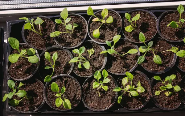 Pencere kenarında saksılarda büyüyen bir grup fidan. Saksıdaki tohumlar