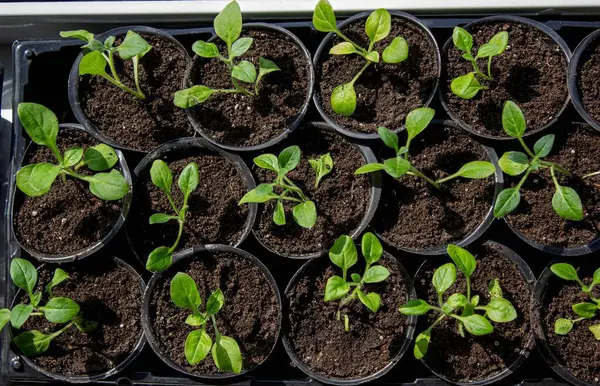 Pencere kenarında saksılarda büyüyen bir grup fidan. Saksıdaki tohumlar