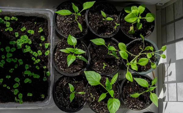 Pencere kenarında saksılarda büyüyen bir grup fidan. Saksıdaki tohumlar