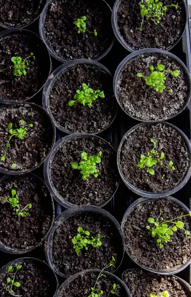 Pencere kenarında saksılarda büyüyen bir grup fidan. Saksıdaki tohumlar