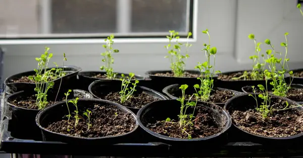 Pencere kenarında saksılarda büyüyen bir grup fidan. Saksıdaki tohumlar