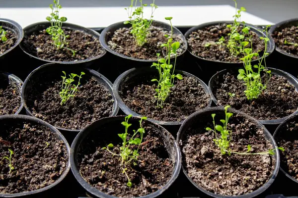 Pencere kenarında saksılarda büyüyen bir grup fidan. Saksıdaki tohumlar