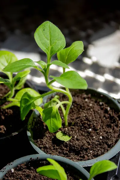 Pencere kenarında saksılarda büyüyen bir grup fidan. Saksıdaki tohumlar