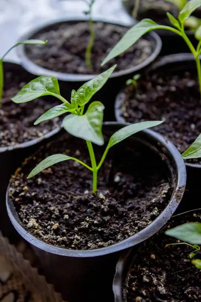 Pencere kenarında saksılarda büyüyen bir grup fidan. Saksıdaki tohumlar