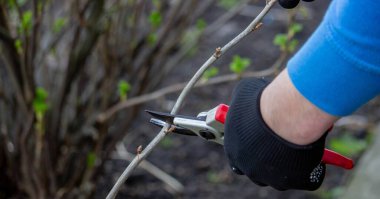 Bahçıvan bahçede frenk üzümü çalısı buduyor..