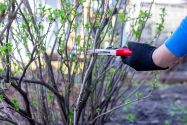 Bahçıvan bahçede frenk üzümü çalısı buduyor..