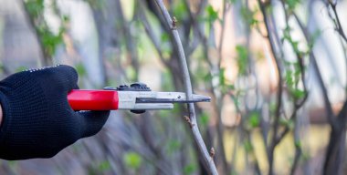 Bahçıvan bahçede frenk üzümü çalısı buduyor..