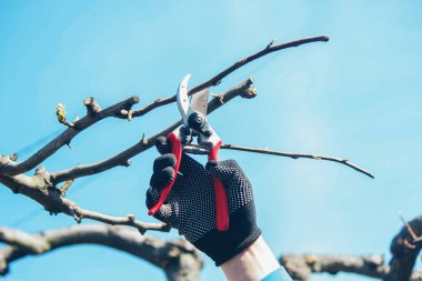 Bahçıvan, bahçe makası ve mezhepçilerle ağaçları buduyor. Kurumak, bahçe bakımı.