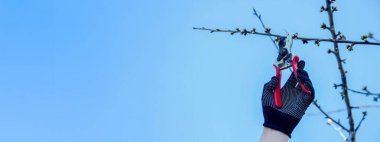 Bahçıvan, bahçe makası ve mezhepçilerle ağaçları buduyor. Kurumak, bahçe bakımı.