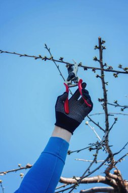 Bahçıvan, bahçe makası ve mezhepçilerle ağaçları buduyor. Kurumak, bahçe bakımı.