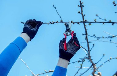 Bahçıvan, bahçe makası ve mezhepçilerle ağaçları buduyor. Kurumak, bahçe bakımı.