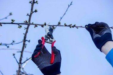 Bahçıvan, bahçe makası ve mezhepçilerle ağaçları buduyor. Kurumak, bahçe bakımı.