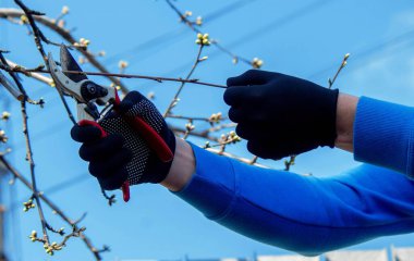 Bahçıvan, bahçe makası ve mezhepçilerle ağaçları buduyor. Kurumak, bahçe bakımı.