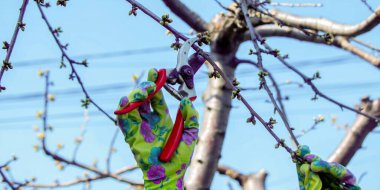 Bahçıvan, bahçe makası ve mezhepçilerle ağaçları buduyor. Kurumak, bahçe bakımı.