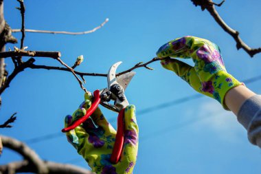 Bahçıvan, bahçe makası ve mezhepçilerle ağaçları buduyor. Kurumak, bahçe bakımı.